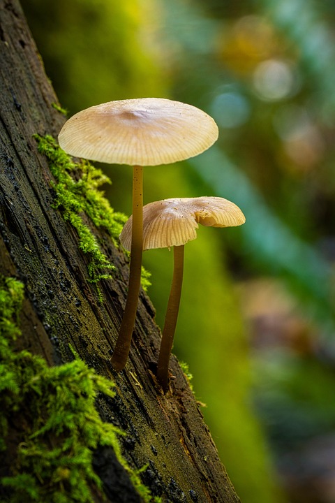 two mushrooms growing from a tree