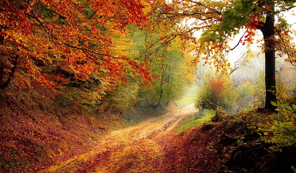 a forest pathway covered in leaves, all in vibrant fall colors